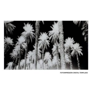 Cuadro con Impresión de Palmeras 120 cm - Decoración Tropical en Cristal Templado para Salón y Dormitorio